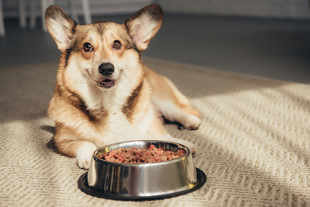 A Welsh Corgi lies by his food bowl.