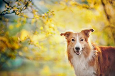 Why Vitamin D Is Important for Pets - Pet Insurance Review