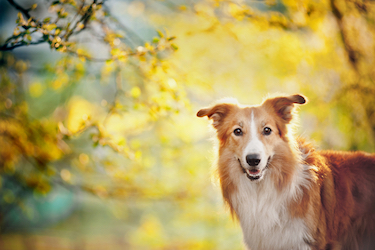 A collie stands in the sunshine.