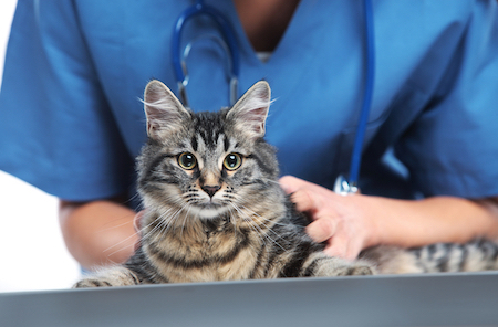 A tabby cat is held by a vet tech.