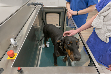 A Doberman steps into an underwater treadmill.