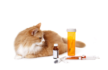 A cat lies next to its medicine.