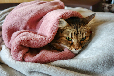 A cat curls up in a blanket.