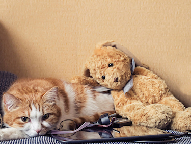 A sad cat lies by a teddy bear toy.