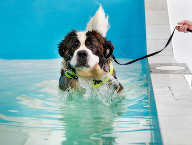 A St. Bernard in water therapy.