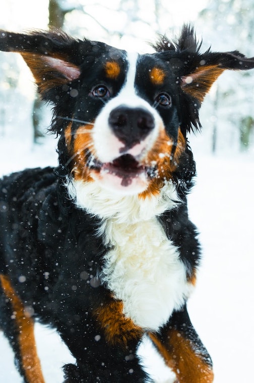 A happy dog in the snow.