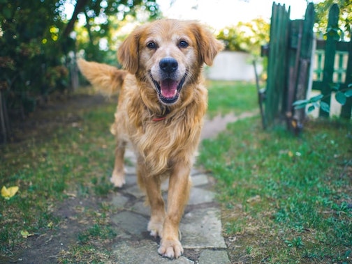 A senior Golden Retriever trots toward the camera.