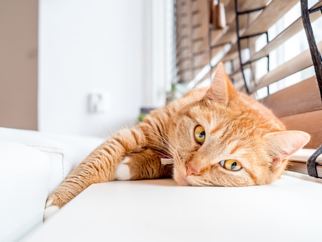 An orange cat lounges by the window.