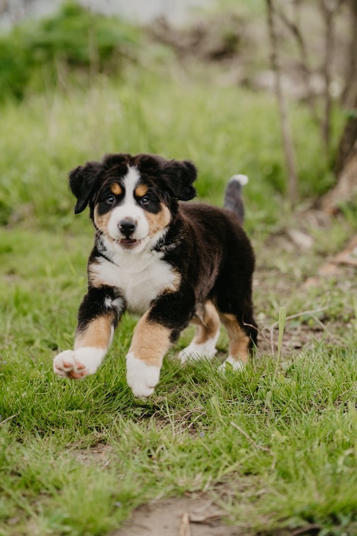 A puppy runs outside.