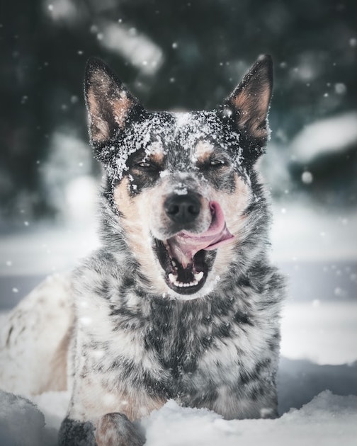 A dog licks snow.