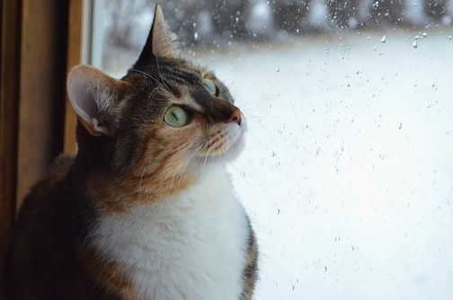 A cat watches the snow out a window.
