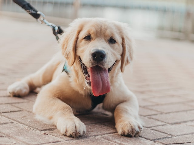 A happy Golden Retriever puppy