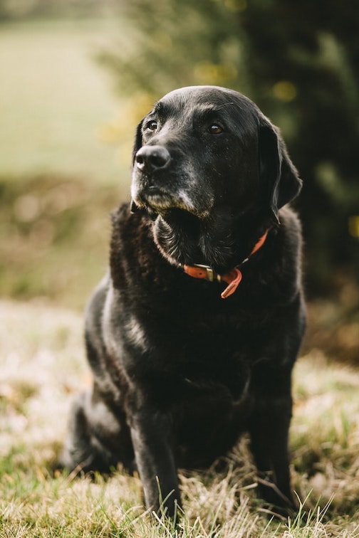 An elderly Labrador Retriever