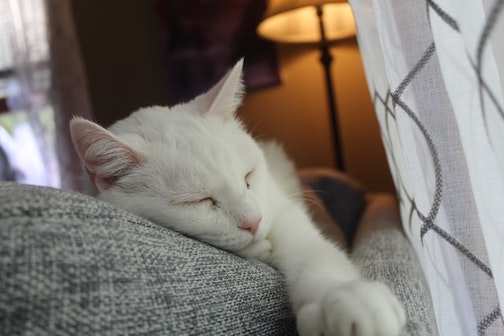 An elderly white cat sleeps on a couch.