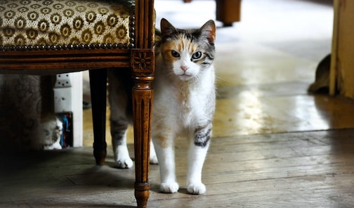 An old calico cat