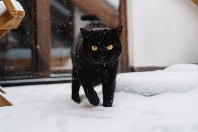 A black cat walks in the snow.