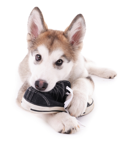 Husky puppy sale chewing everything