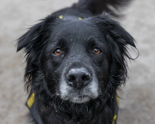 An elderly black dog