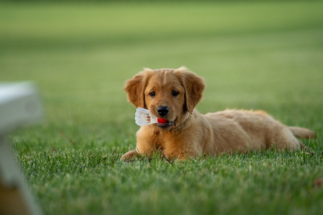 A Retriever puppy holds a birdie.