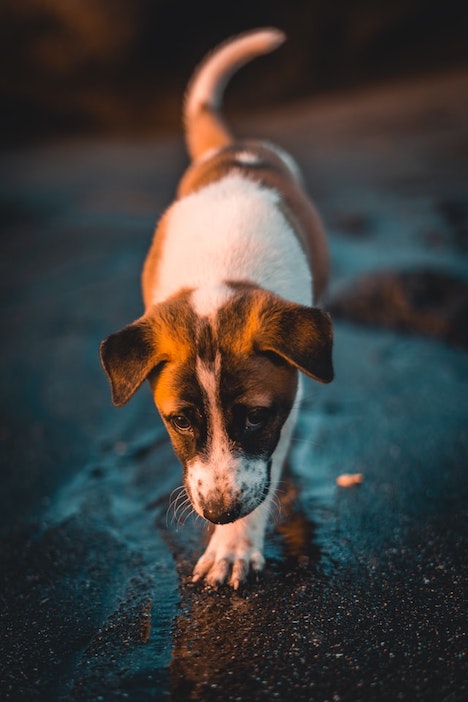 A puppy walks along a beach.