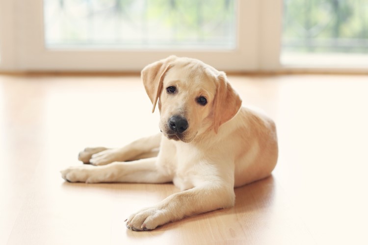 Female golden lab store mix