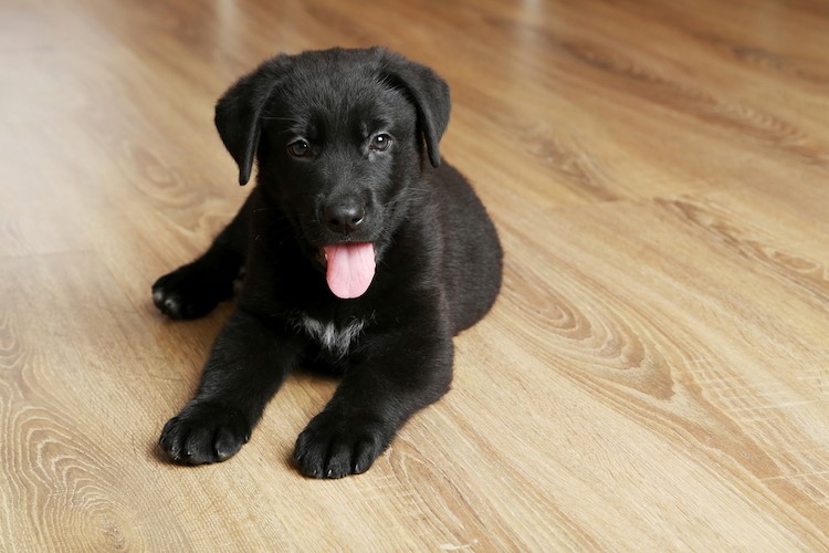 lab puppy growth chart dogs