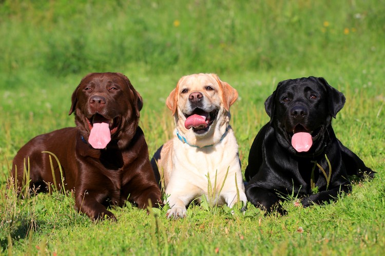 how much dominuature labradors weight