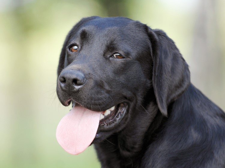 Full grown hot sale labrador retriever