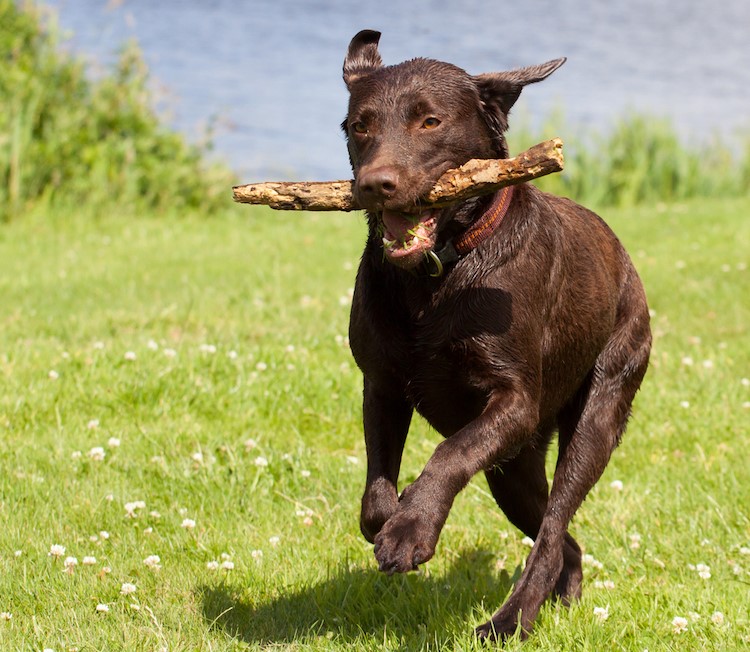 Full blooded chocolate lab hotsell