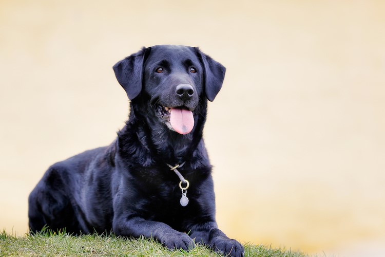 how much dominuature labradors weight