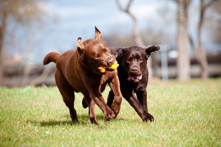 how much dominuature labradors weight