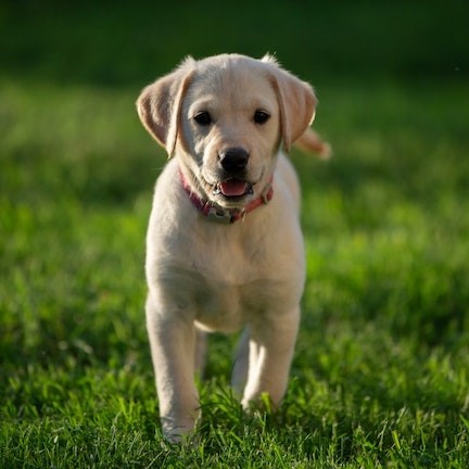 Labrador shop baby grow