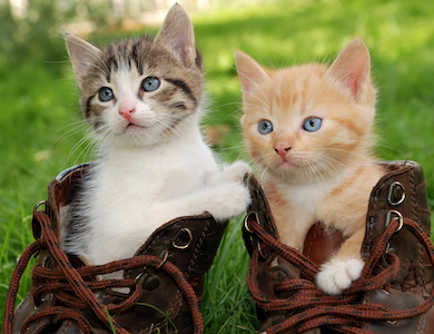 Two kittens sit in a pair of boots.