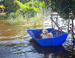 Two dogs wait out a flood.