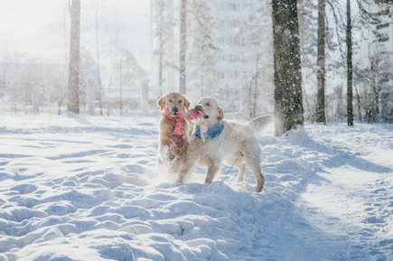 Two retrievers play in the snow.