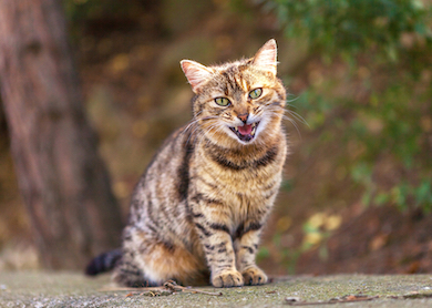 A brown tabby cat meowing.