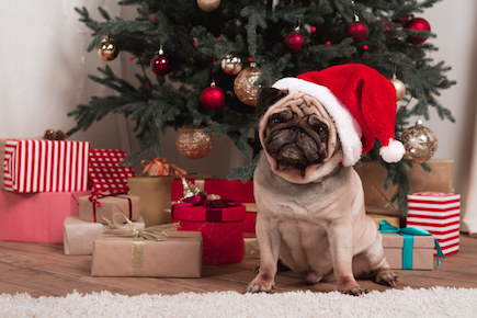 A pug wears a Santa hat.