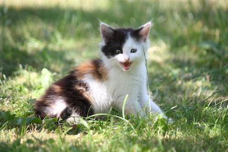 A calico kitten meowing.
