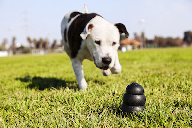 An older bulldog runs up to a Kong toy.