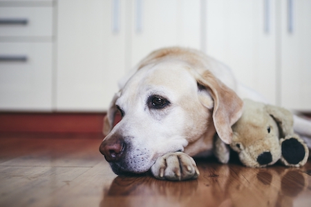 An old Labrador lounges on the floor.