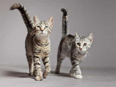 An adult cat and kitten walking together.