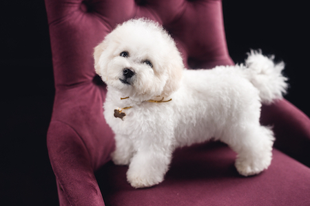 A Bichon Frise on a chair.