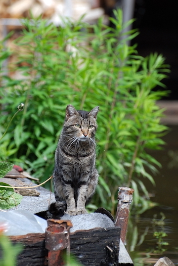 A tabby cat overlooks a flood.