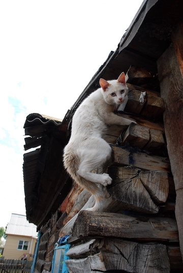 A cat climbs on a roof to avoid flooding.