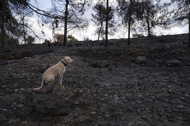 A dog sits by woods burned by a wildfire.