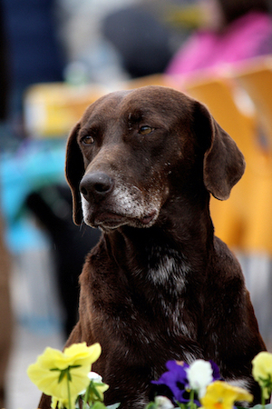 An older black Lab sits near flowers.