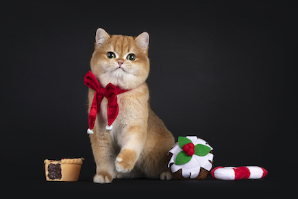 A cat poses with Christmas toys.