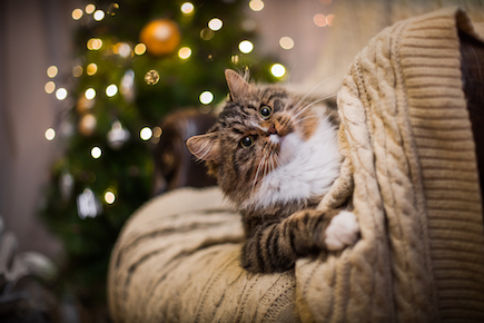 A cat lounges on a couch at Christmas.