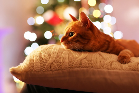 A cat lies on a pillow near Christmas lights.