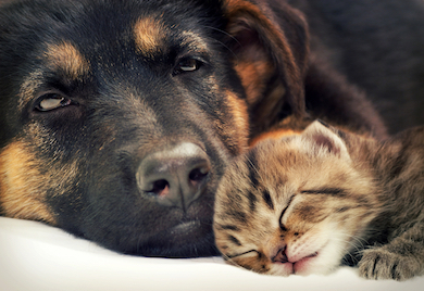 A dog snuggles with a sleeping kitten.